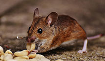 biohazard-cleanup-for-pest-infestations Experts in Wakefield